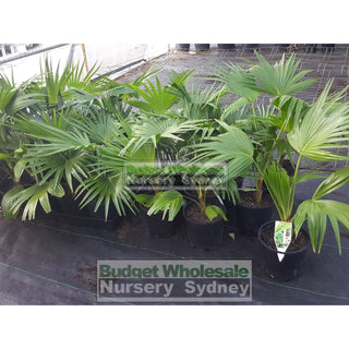 Livistona Chinensis (Chinese Fan Palm) 200Mm Pot Default Type